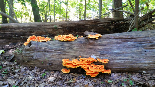 Park «Caumsett State Park», reviews and photos, 25 Lloyd Harbor Rd, Lloyd Harbor, NY 11743, USA