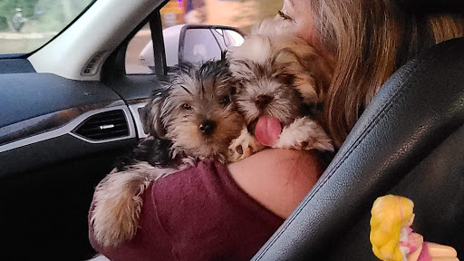 Pet Store «Petland», reviews and photos, 7030 Bandera Rd, San Antonio, TX 78238, USA