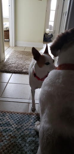 Pet Supply Store «Family Dog Naturals», reviews and photos, 1120 East Cutlar Crossing #200, Leland, NC 28451, USA