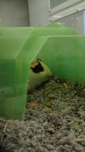 Petco image