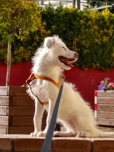 Veterinari Cànoves en Cànoves i Samalús