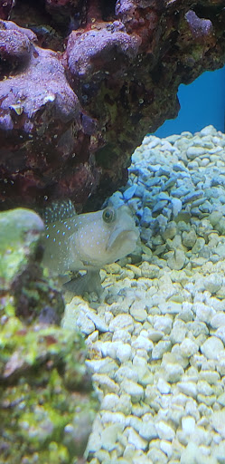 Pet Supply Store «Petco Animal Supplies», reviews and photos, 1680 Campbell Ln, Bowling Green, KY 42104, USA