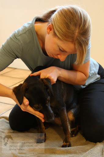 Pferdeosteopathie & Pferdephysiotherapie Hundeosteopathie & Hundephysiotherapie Rieke Peters