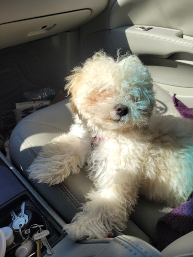 Pet Supply Store «PetSmart», reviews and photos, 1236 Greenbrier Pkwy, Chesapeake, VA 23320, USA