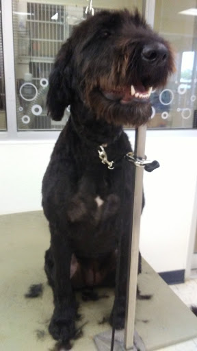 Pet Supply Store «Petco Animal Supplies», reviews and photos, 1207 S Caraway Rd, Jonesboro, AR 72401, USA