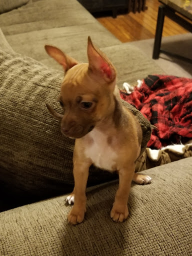 Pet Supply Store «PetSmart», reviews and photos, 540 New York Ave, Lyndhurst, NJ 07071, USA