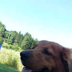 Photo n°1 de l'avis de Armin.i fait le 16/07/2019 à 16:40 sur le  Land- u. Ferienhotel Wittstaig à Münsingen