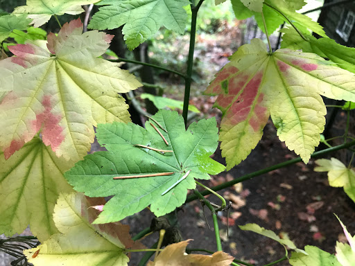 Park «Zumdieck Park», reviews and photos, 1500 108th Ave NE, Bellevue, WA 98004, USA