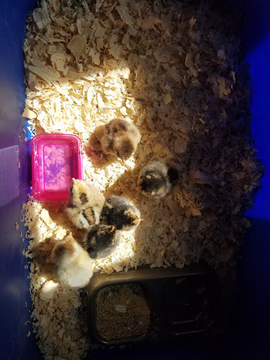 Pet Supply Store «Largo Feed & Garden Supply Inc», reviews and photos, 210 W Bay Dr, Largo, FL 33770, USA