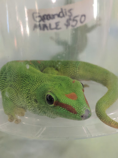 Pet Store «Kalamazoo Reptile Show», reviews and photos, 2900 Lake St, Kalamazoo, MI 49048, USA