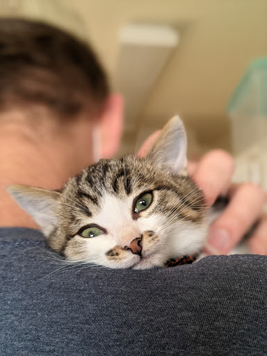 Thrift Store «Companion Animal Foundation», reviews and photos, 88 Sunnybrae Center, Arcata, CA 95521, USA