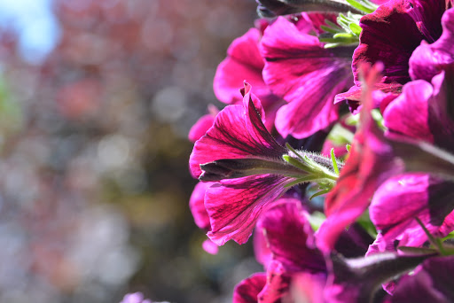 Winery «Columbia Winery», reviews and photos, 14030 NE 145th St, Woodinville, WA 98072, USA