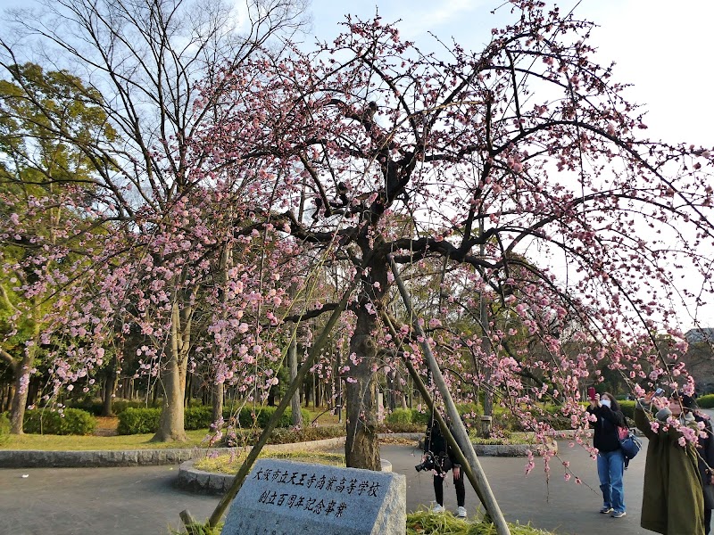大阪市立天王寺商業高等学校 校歌の歌碑と梅