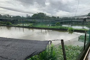 Imperial Arowana Breeding Farm image