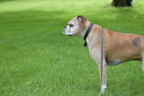 BarksTown Country - Photo 2 - Car repair in Clarks Summit, PA, Scranton