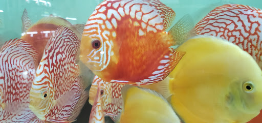 Tropical Fish Store «Jack Wattley Discus», reviews and photos, 6944 NE 4th Ave, Miami, FL 33138, USA