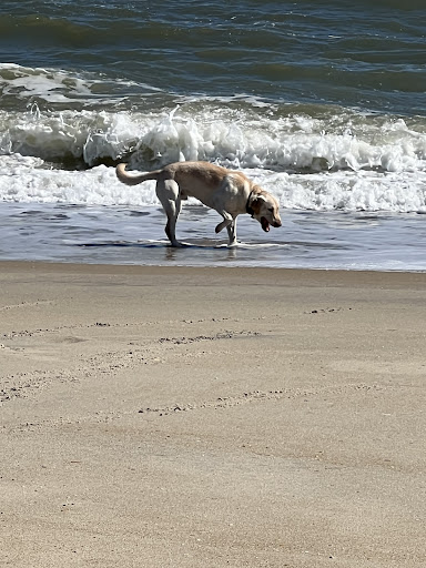 Dog Trainer «Off Leash K9 Training, Charlottesville», reviews and photos, 8782 Seminole Trail, Ruckersville, VA 22968, USA