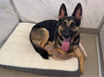 The Pet Fair - Photo 7 - Car repair in Columbia, MO, Columbia