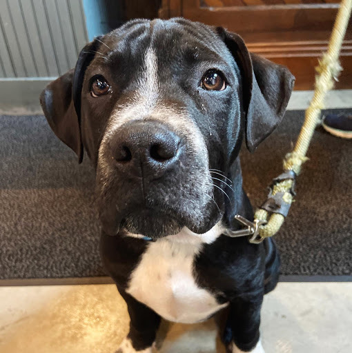 Pet Supply Store «City Dogs Grocery», reviews and photos, 884 Massachusetts Ave, Indianapolis, IN 46204, USA