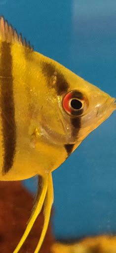 Pet Supply Store «Petco Animal Supplies», reviews and photos, 742 New Los Angeles Ave a, Moorpark, CA 93021, USA