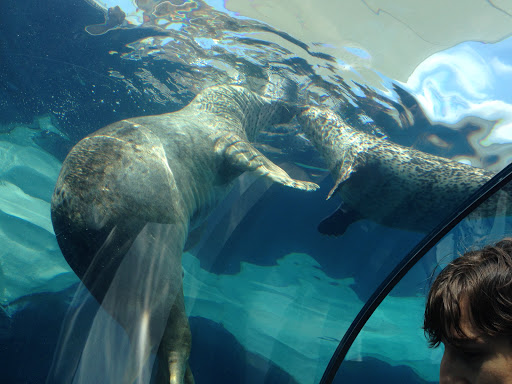 Zoo «Arctic Ring of Life», reviews and photos, 8450 W 10 Mile Rd, Royal Oak, MI 48067, USA