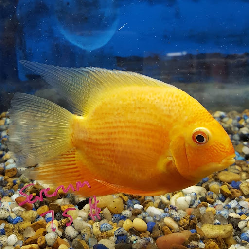 Pet Store «Friendly Pets», reviews and photos, 625 Friendly Center Rd, Greensboro, NC 27408, USA