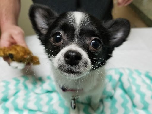Rancho Regional Veterinary Hospital image