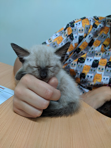 CeVet SFA - Veterinário São Francisco de Assis em São Paulo - SP