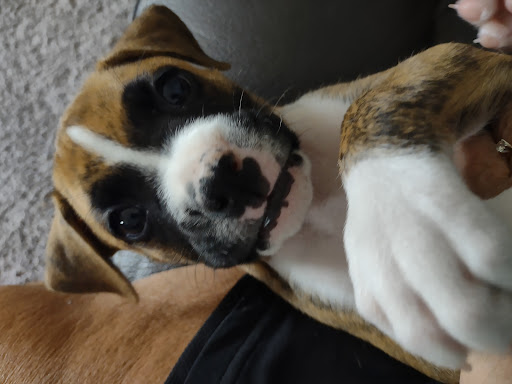 PetSmart Dog Training