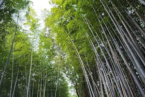Bamboo Garden image