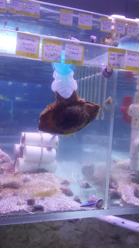 Tropical Fish Store «Coral Reef Aquariums», reviews and photos, 8416 N Armenia Ave, Tampa, FL 33604, USA