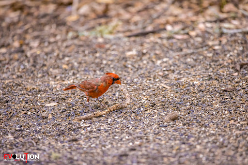Nature Preserve «Warbler Woods», reviews and photos, 19349 Old Wiederstein Rd, Cibolo, TX 78108, USA