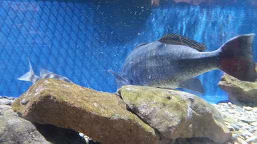 Aquarium «Woods Hole Science Aquarium», reviews and photos, 166 Water St, Woods Hole, MA 02543, USA