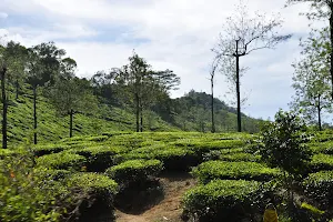 tea garden image
