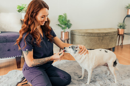 Muse Holistic Veterinary Care image