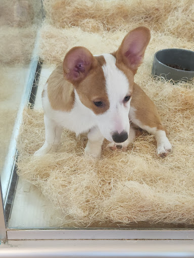 Pet Store «Perfect Pets», reviews and photos, 6840 S University Blvd #410, Centennial, CO 80122, USA