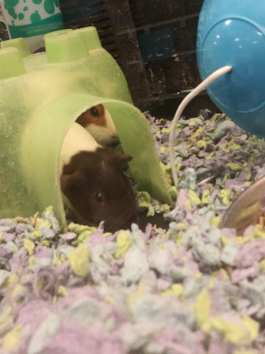 Pet Supply Store «PetSmart», reviews and photos, 150 Lincoln Square, Arlington, TX 76011, USA