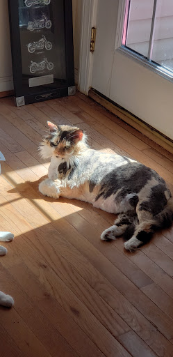 Pet Groomer «Shear Elegance Pet Boutique», reviews and photos, 918 John Marshall Hwy, Front Royal, VA 22630, USA