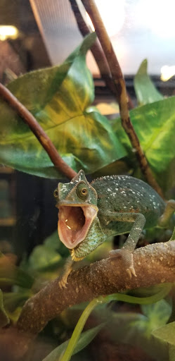 Pet Supply Store «PetSmart», reviews and photos, 139 Rolling Hills Cir, Easley, SC 29640, USA