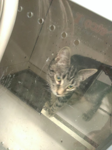 Pet Supply Store «Petco Animal Supplies», reviews and photos, 308 E Meighan Blvd, Gadsden, AL 35903, USA