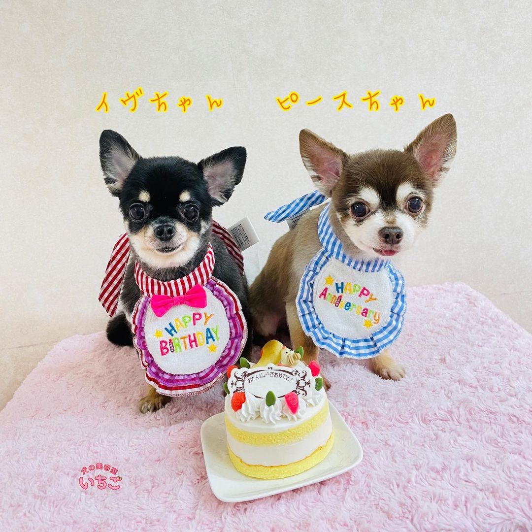 犬の美容室いちご中川本店