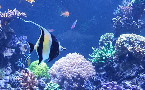 Korallen-Aquarium image
