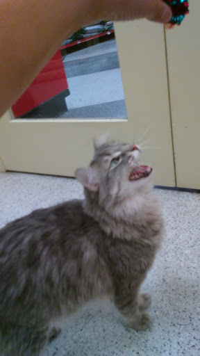 Pet Supply Store «Petco Animal Supplies», reviews and photos, 2784 W Peoria Ave, Phoenix, AZ 85029, USA