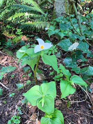 Wilderness Park - photo 14