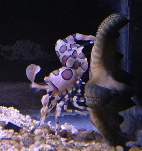 Aquarium «Marine EXTREMES», reviews and photos, 6257 E 21st St N, Wichita, KS 67208, USA