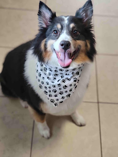 Pet Groomer «Foxy Mutts Grooming Salon», reviews and photos, 303 E Franklin St, Spencer, IN 47460, USA