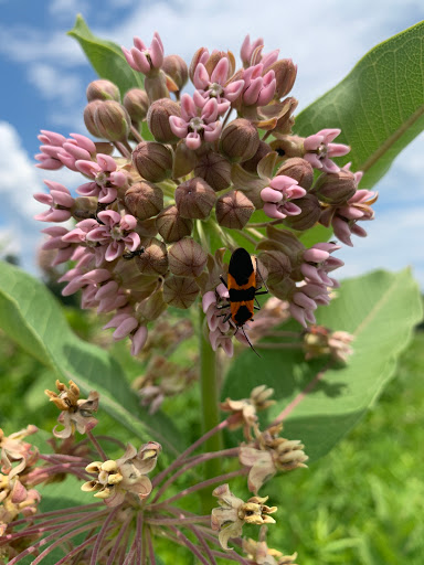 Nature Preserve «Elk and Bison Prairie», reviews and photos, Elk & Bison Prairie Rd, Golden Pond, KY 42211, USA