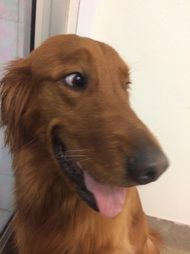 Pet Supply Store «Pet Supplies Plus», reviews and photos, 1213 Mentor Ave, Painesville, OH 44077, USA