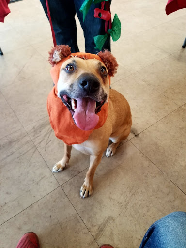 Pet Supply Store «Unleashed by Petco», reviews and photos, 4821 Lankershim Blvd, North Hollywood, CA 91601, USA