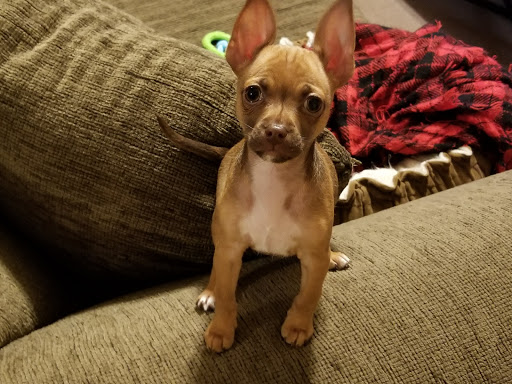 Pet Supply Store «PetSmart», reviews and photos, 540 New York Ave, Lyndhurst, NJ 07071, USA